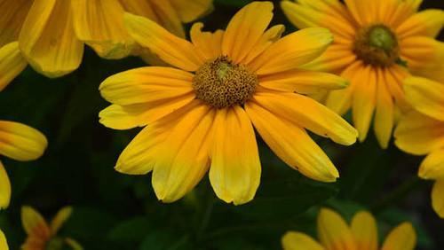 Jual Poster Flowers Flower 1176APC