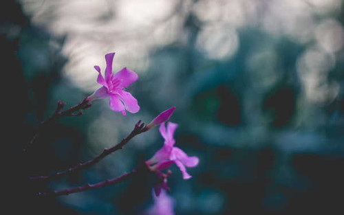 Jual Poster Flowers Flower 1181APC