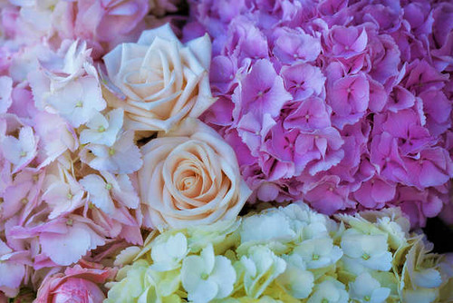 Jual Poster Flowers Flower 1184APC