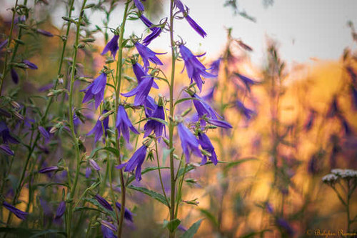 Jual Poster Flowers Flower 1203APC