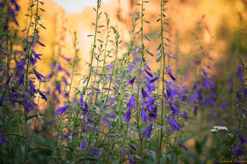 Jual Poster Flowers Flower 1204APC