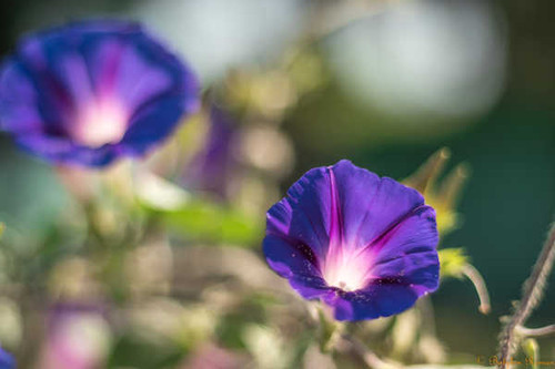 Jual Poster Flowers Flower 1206APC