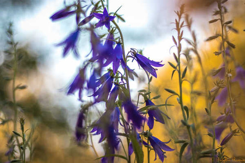 Jual Poster Flowers Flower 1208APC