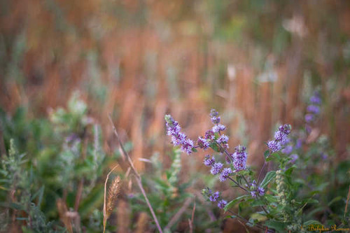 Jual Poster Flowers Flower 1209APC