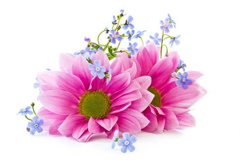 Jual Poster Flowers Flower 4002APC Jual Poster Flowers Flower 4002APC