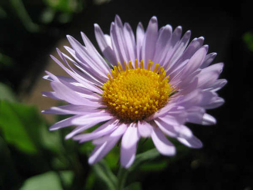 Jual Poster Flowers Flower 62484APC