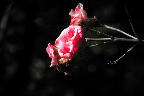 Jual Poster Flowers Flower 73139APC