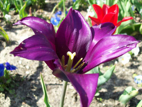 Jual Poster Flowers Flower 75066APC