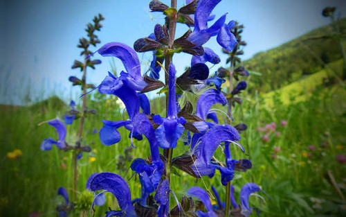 Jual Poster Flowers Flower APC10