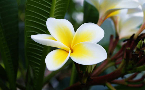Jual Poster Flowers Frangipani 001APC