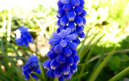 Jual Poster Flowers Hyacinth 004APC