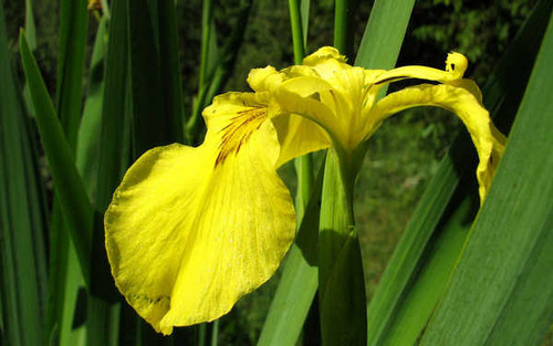 Jual Poster Flowers Iris 001APC