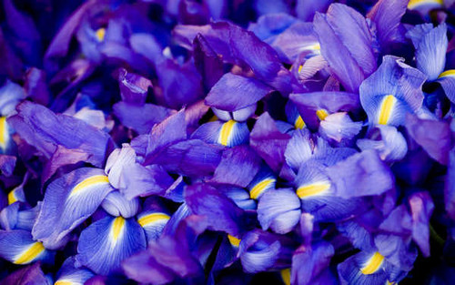 Jual Poster Flowers Iris 003APC Jual Poster Flowers Iris 003APC