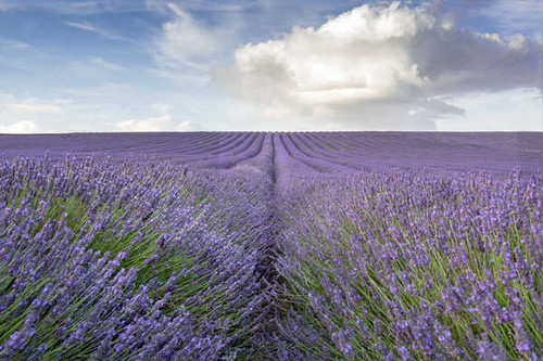 Jual Poster Flowers Lavender 024APC