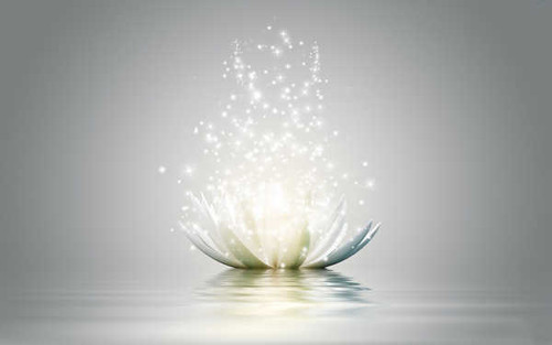 Jual Poster Flowers Lotus 011APC