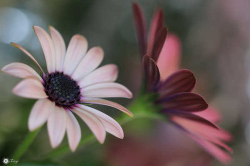 Jual Poster Flowers Marguerite 002APC