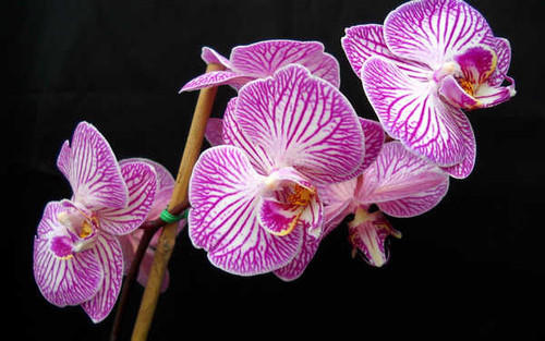 Jual Poster Flowers Orchid 007APC Jual Poster Flowers Orchid 007APC