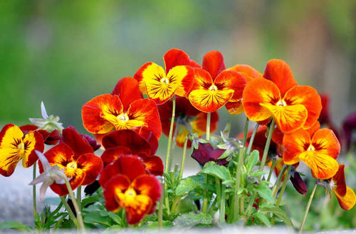 Jual Poster Flowers Pansy 005APC Jual Poster Flowers Pansy 005APC