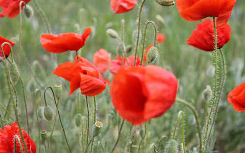 Jual Poster Flowers Poppy 031APC