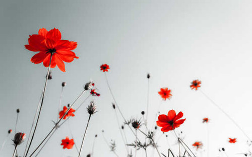 Jual Poster Flowers Poppy 064APC