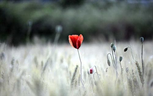 Jual Poster Flowers Poppy 077APC