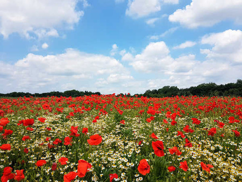 Jual Poster Flowers Poppy 114APC