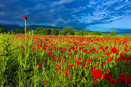 Jual Poster Flowers Poppy 119APC