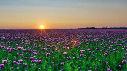 Jual Poster Flowers Poppy 2002APC