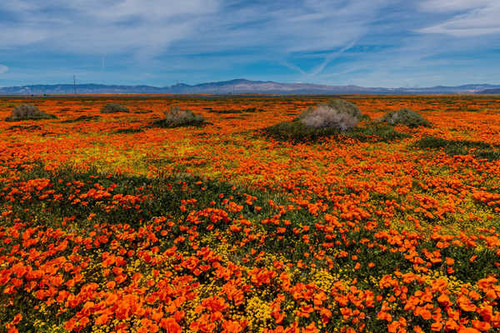 Jual Poster Flowers Poppy 3002APC