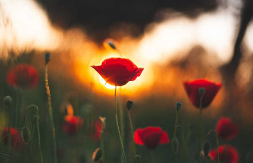 Jual Poster Flowers Poppy 6001APC