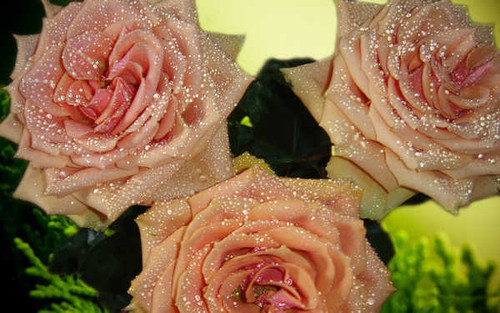Jual Poster Flowers Rose 006APC Jual Poster Flowers Rose 006APC