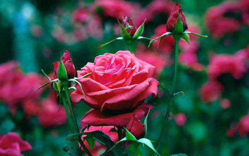 Jual Poster Flowers Rose 014APC