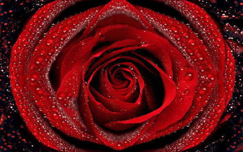 Jual Poster Flowers Rose 043APC