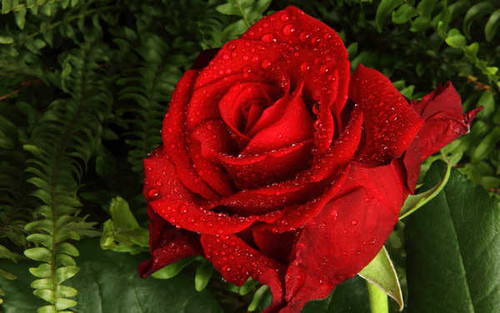 Jual Poster Flowers Rose 051APC