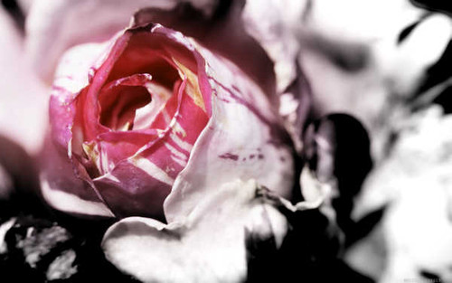 Jual Poster Flowers Rose 082APC