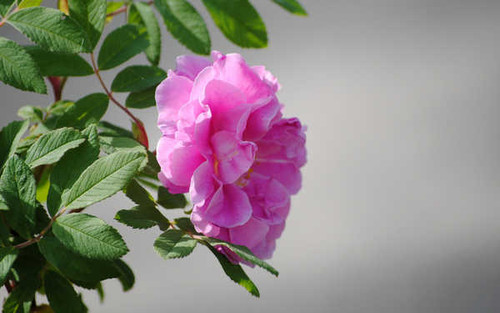 Jual Poster Flowers Rose 117APC