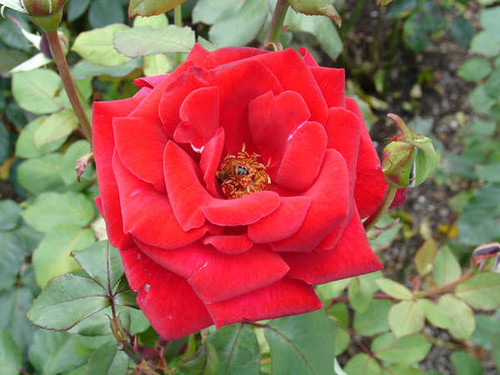 Jual Poster Flowers Rose 125APC