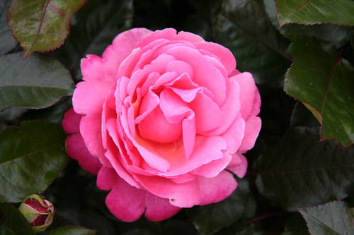 Jual Poster Flowers Rose 152APC