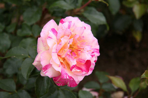 Jual Poster Flowers Rose 158APC