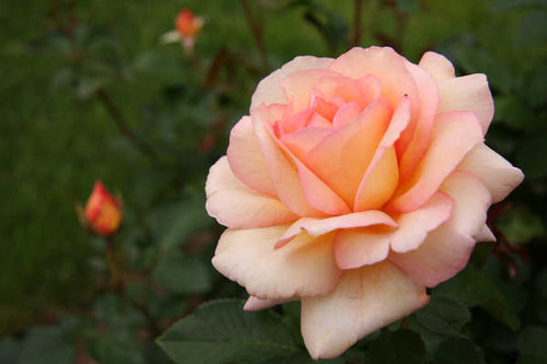 Jual Poster Flowers Rose 184APC