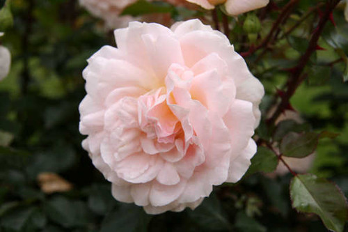 Jual Poster Flowers Rose 186APC