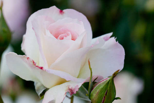 Jual Poster Flowers Rose 207APC