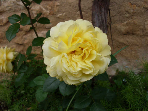 Jual Poster Flowers Rose 216APC