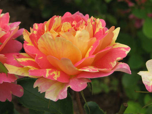 Jual Poster Flowers Rose 229APC