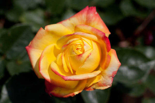 Jual Poster Flowers Rose 245APC