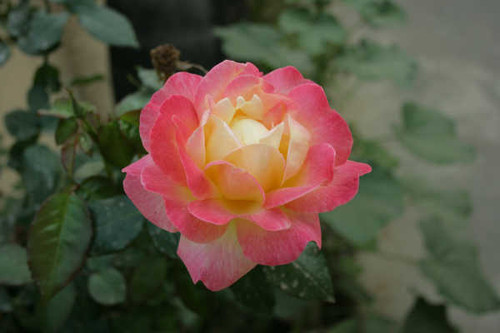 Jual Poster Flowers Rose 263APC