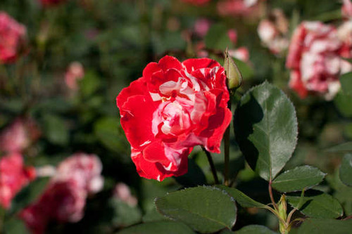 Jual Poster Flowers Rose 266APC