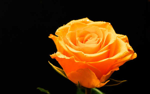 Jual Poster Flowers Rose 277APC