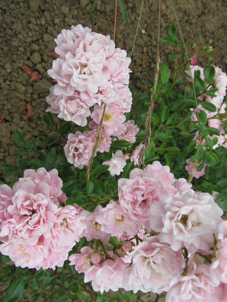 Jual Poster Flowers Rose 296APC