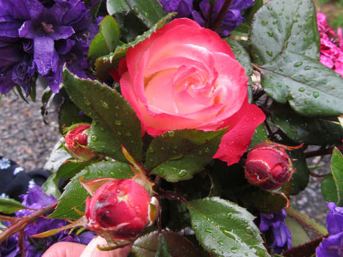 Jual Poster Flowers Rose 301APC